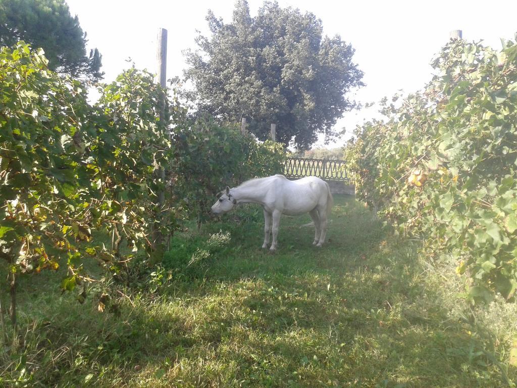 Valle Rillo Agriturismo Villa Comacchio Ngoại thất bức ảnh