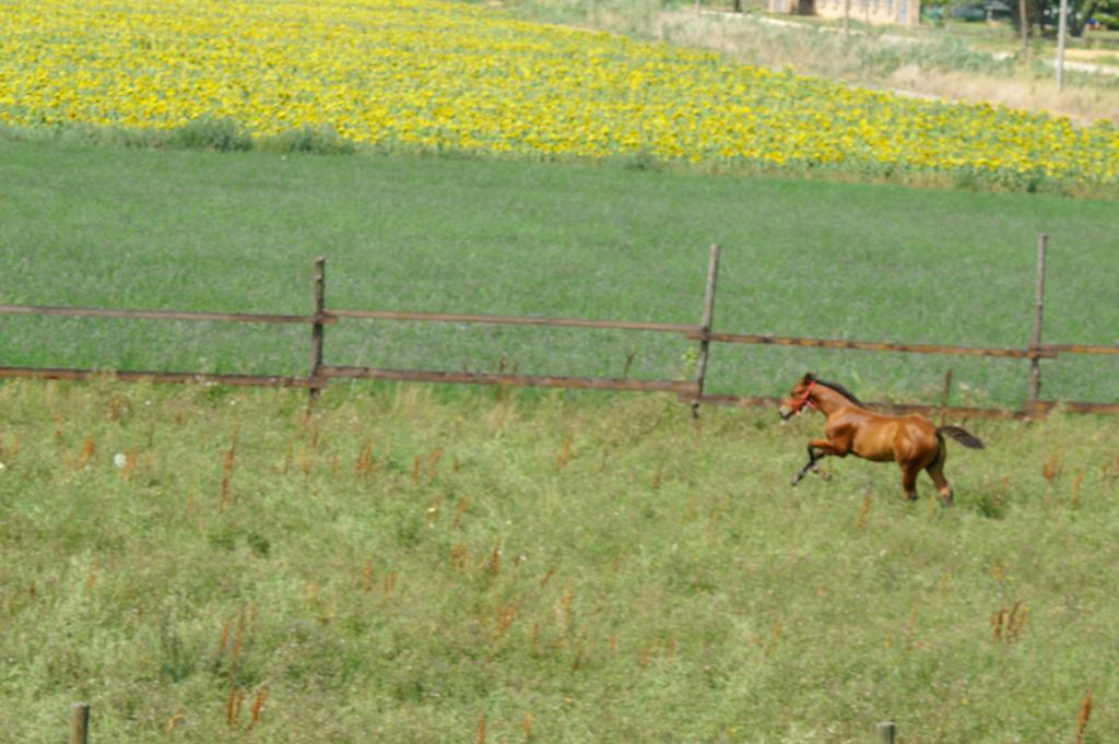 Valle Rillo Agriturismo Villa Comacchio Ngoại thất bức ảnh
